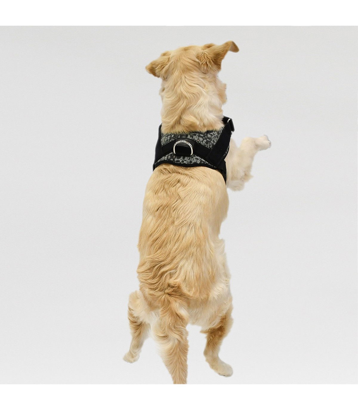Anatomisches und Verstellbares Hundegeschirr Brooklyn - 4