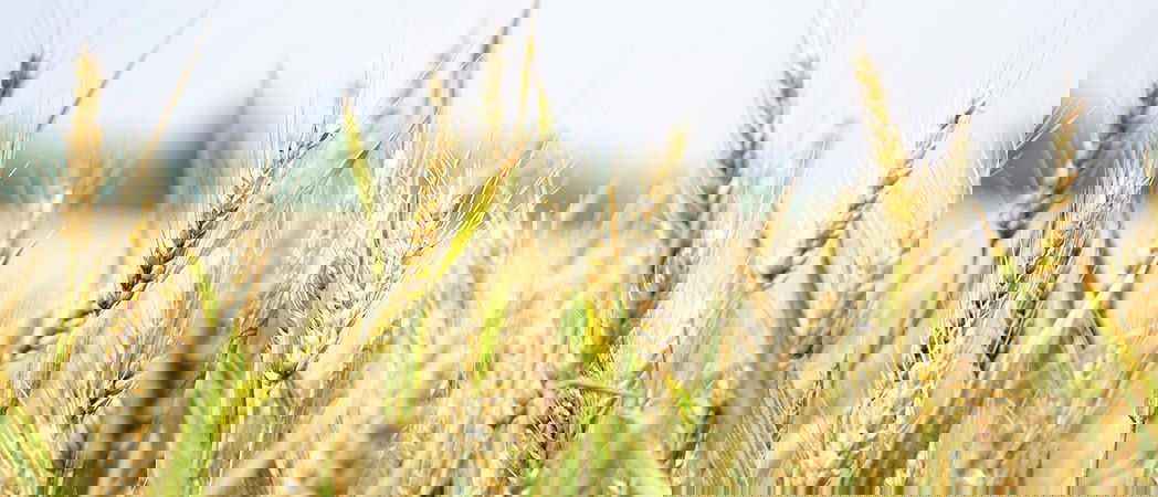 Benefits of gluten-free cereals